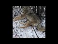 2019 Alaska Trapping Check 5