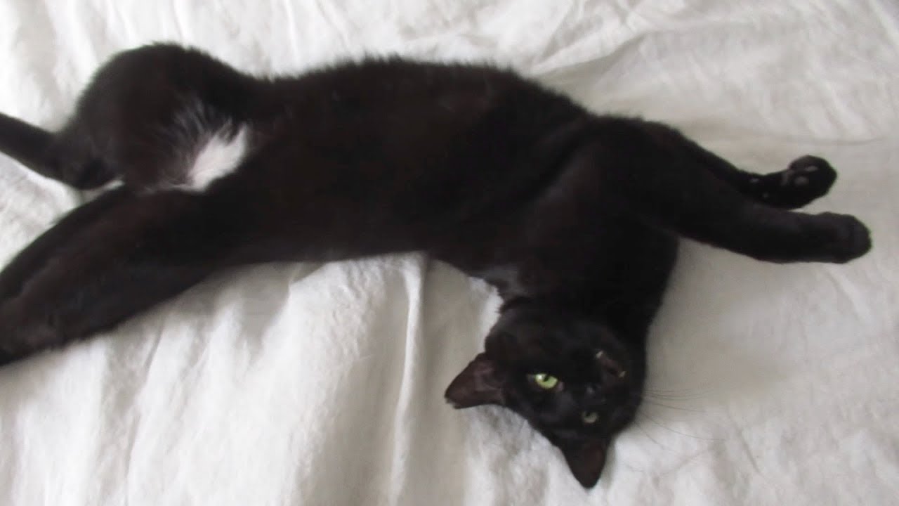 Boo Year 2 # 121 - Splash The Bully, Mail Time, Pets For Boo - ASMR