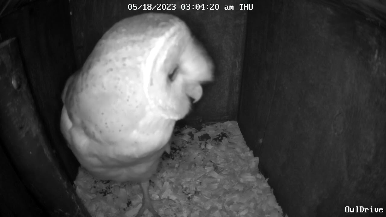 Barn Owl in Man Cave. Looks Male, Bigger Than  Male Chirping/Courting. Owl Box D - 5/18/23 - 3:04 am