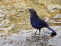 台灣紫嘯鶇(Taiwan Whistling Thrush)行為：覓食、求偶和育雛