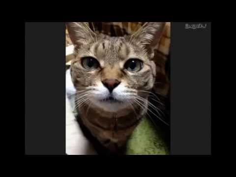 あたし、ねこ【茶子ver.】