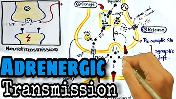 Adrenergic transmission Pharmacology | synthesis and release of norepinephrine