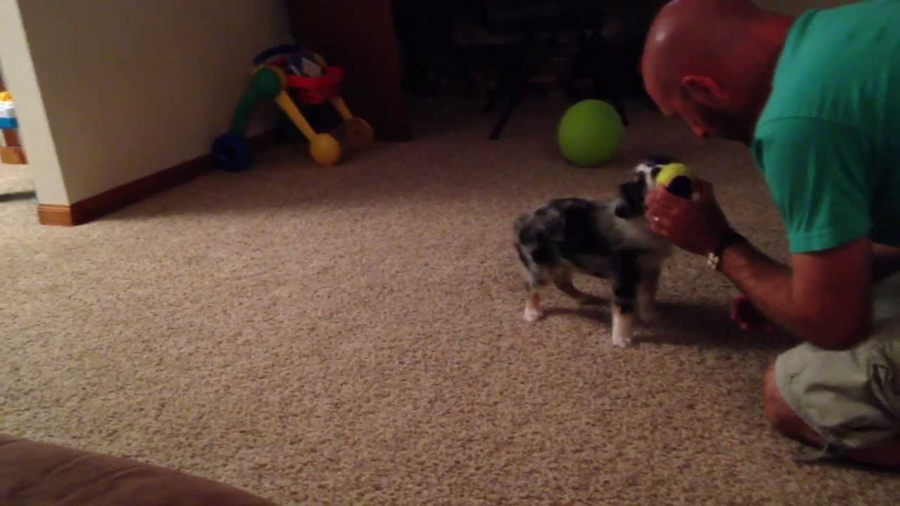 training a australian shepherd puppy training an australian shepherd puppy to play fetch with a ball training a australian shepherd puppy training an australian shepherd puppy to play fetch with a ball