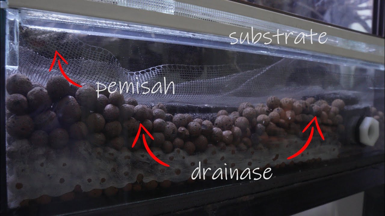 False Bottom Di Vivarium Gallery (Vivarium Gallery pt3 3) YouTube