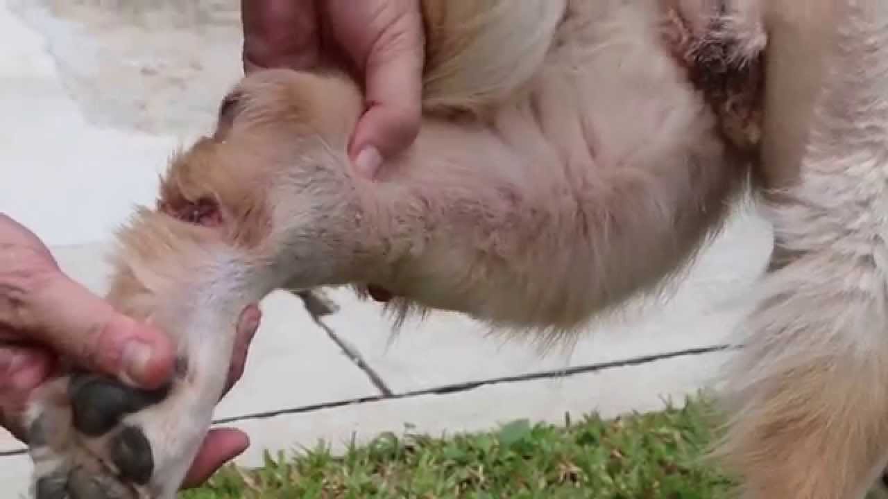 A Golden Retriever has a swollen left hind limb Pt 1 YouTube