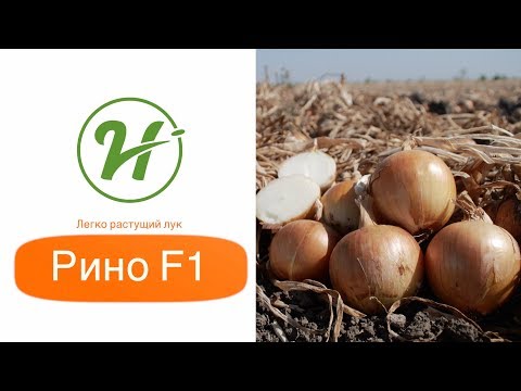 Легко растущий лук Рино F1
