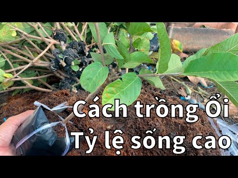 Video #89 Trồng Ổi Đơn Giản - Hiệu Quả - Tỷ Lệ Sống Cao |... - youtube