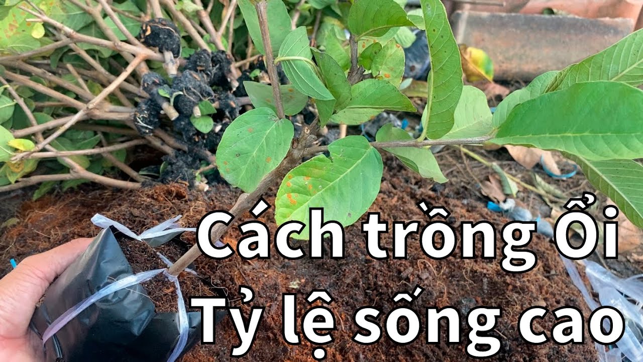 #89 Trồng Ổi Đơn Giản - Hiệu Quả - Tỷ Lệ Sống Cao | Thanh Bình Farm