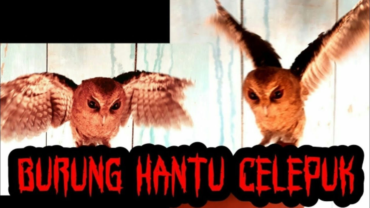 Sudah Jinak 