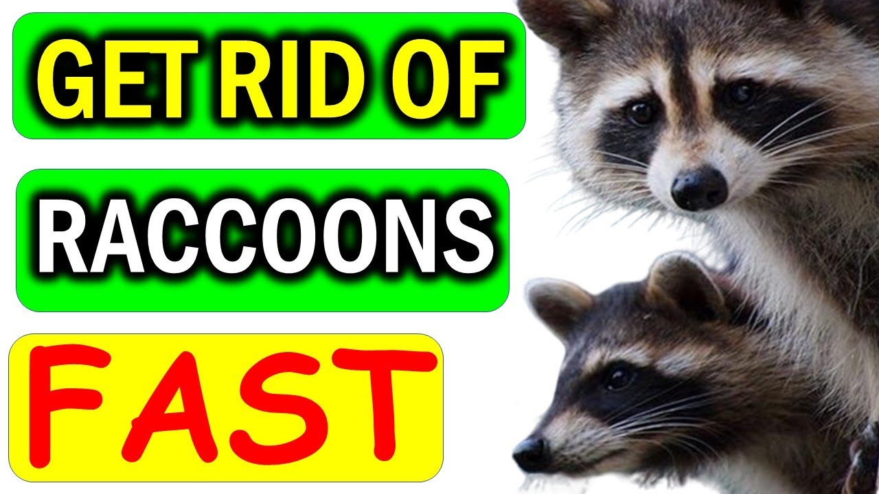 7 Natural Raccoon Deterrents to Send Raccoons Packing YouTube