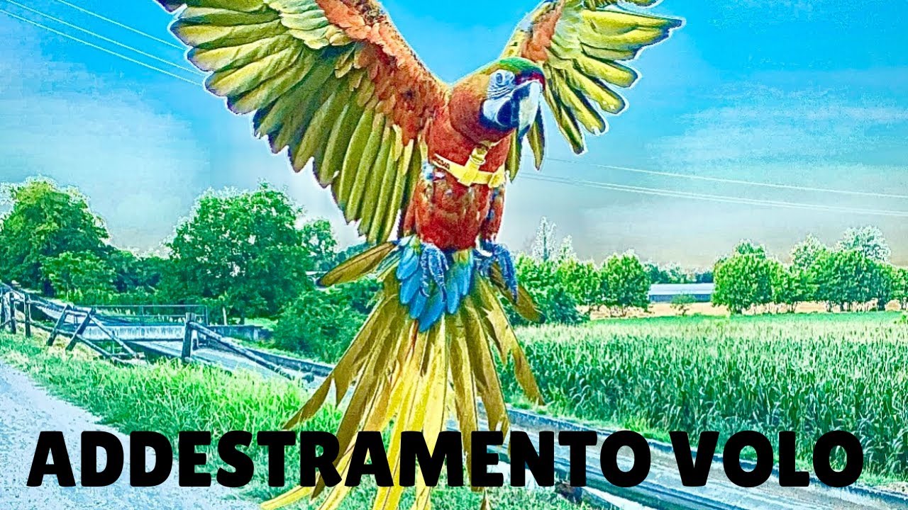 Pappagallo-Addestramento al volo libero