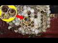 What&#39;s inside a Wasp Nest?