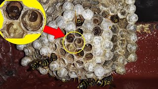 What&#39;s inside a Wasp Nest?