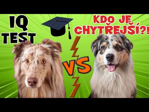 Wideo: Jak Mądry Jest Mój Pies? Testowanie IQ Mojego Psa