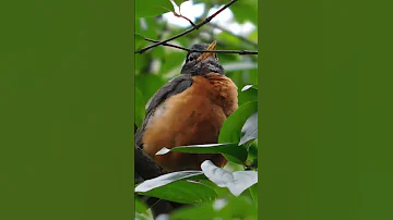 AMERICAN ROBIN Call | Bird Sounds, Bird Call, Bird Song #shorts -BIRDWATCHING DOT CALM