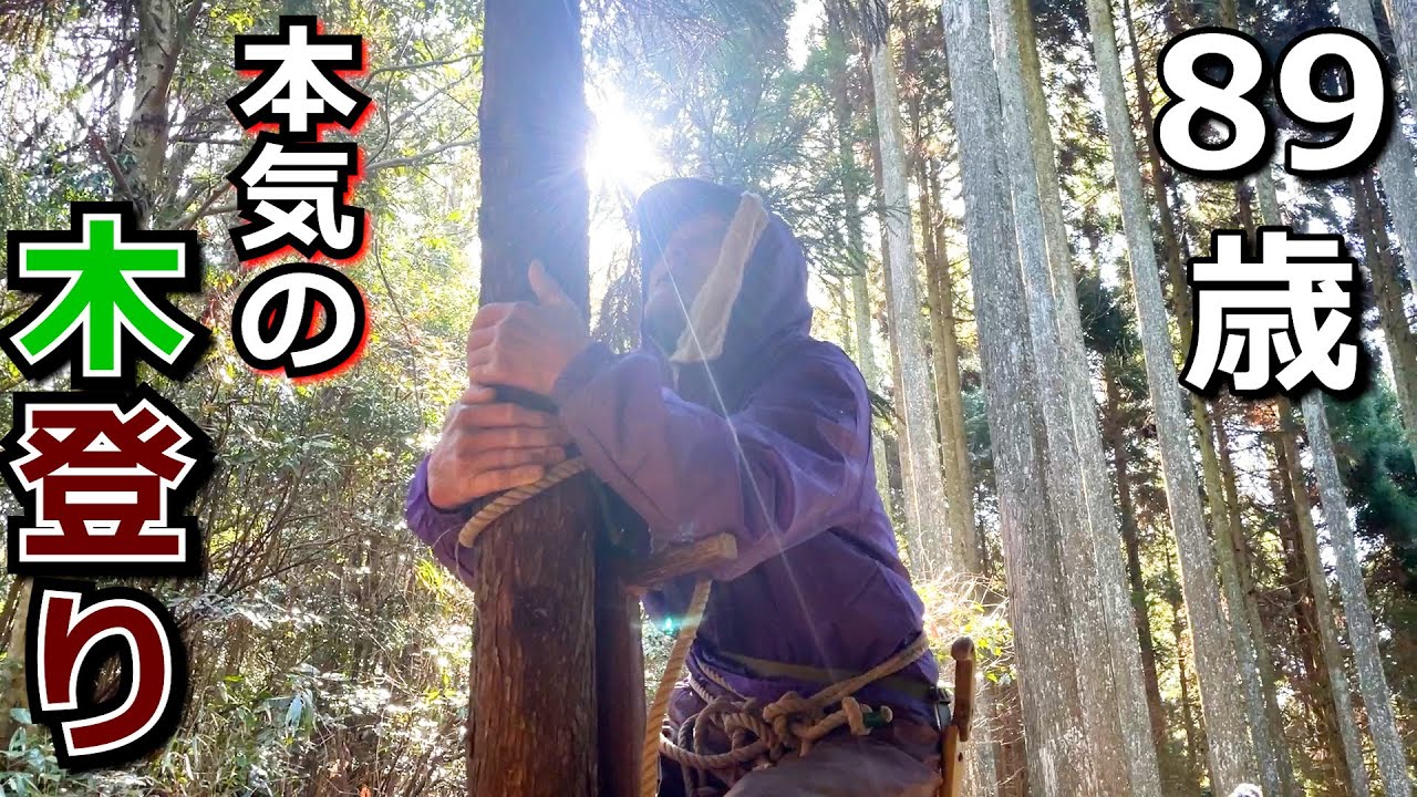 89歳が12年振りに木登りし、枝打ち… 【2024年1月14日 実施】