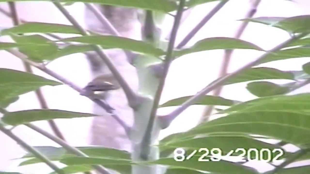 American Redstart Female 