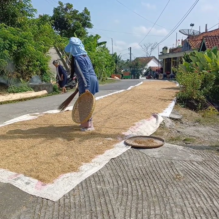 BU TANI MENJEMUR PADI#viralvideo #youtubeshorts #shots