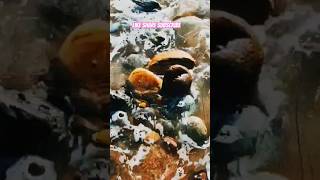 Ocean waves,wet rocks!part 151##rocks#planetearth#beach#oceanwaves#oceansounds#ocean#sunset#dusk
