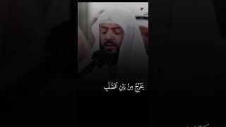 سورة الطارق الشيخ وديع اليمني