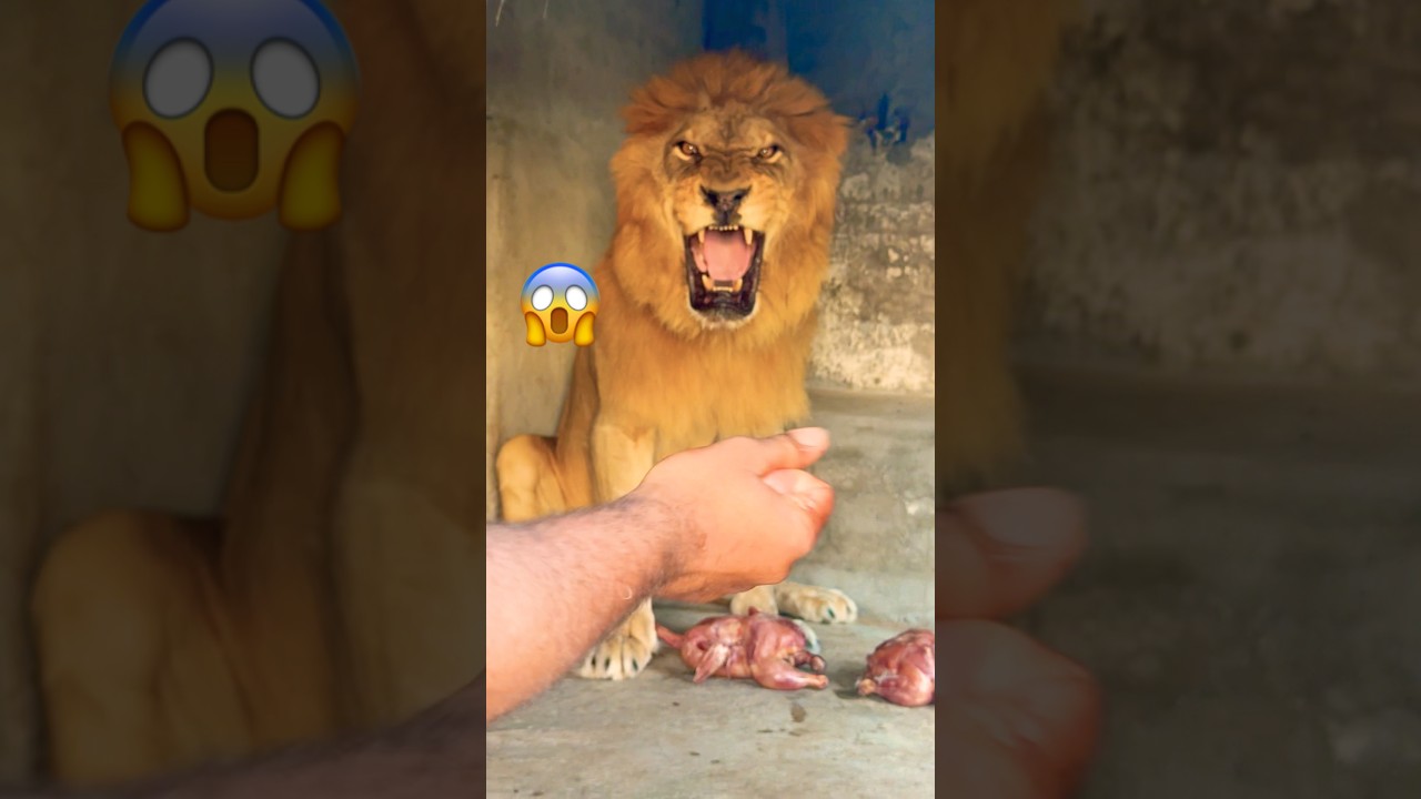 Food time 😱😡#lion #tiger #zoo #animals #wildliferescue #lion #sohailbiganimals #shortvideo