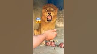 Food time 😱😡#lion #tiger #zoo #animals #wildliferescue  #lion #sohailbiganimals #shortvideo