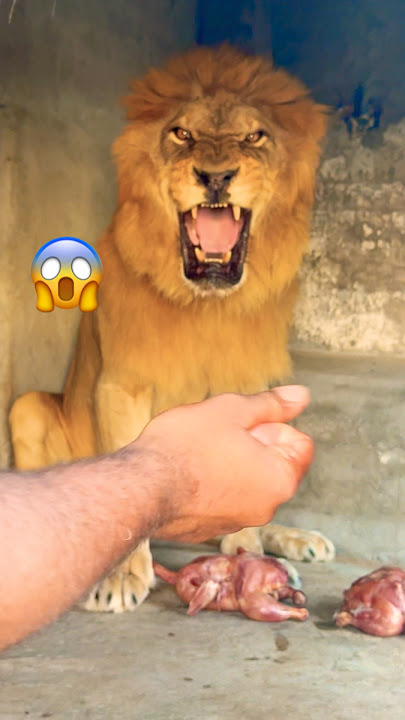 Food time 😱😡#lion #tiger #zoo #animals #wildliferescue  #lion #sohailbiganimals #shortvideo