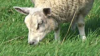 Abby the Abertex Sheep with her flappy ears. by Boro Adventure 191 views 6 months ago 1 minute, 5 seconds