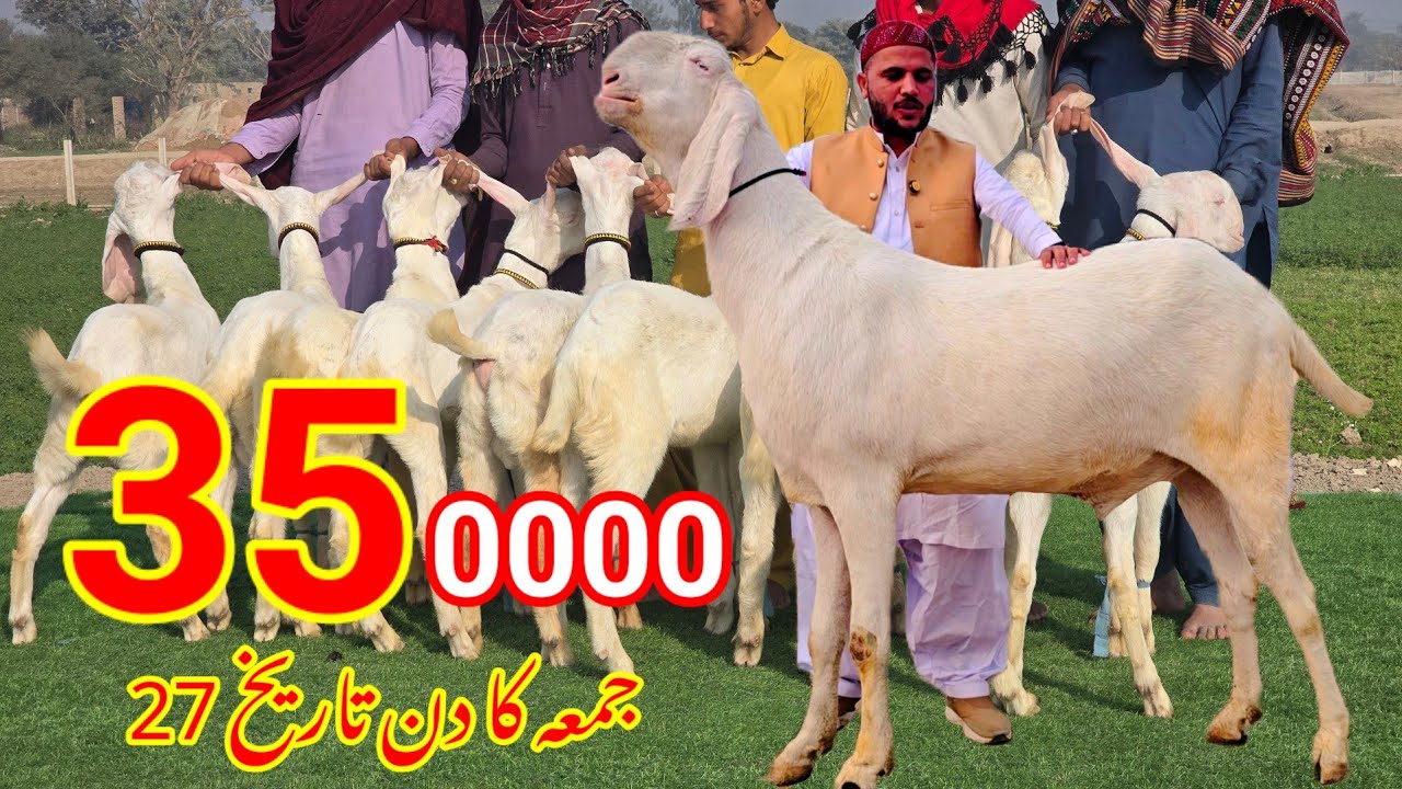 business video Bakra Eid 2025 Pakistan Sabir goat farm video - YouTube