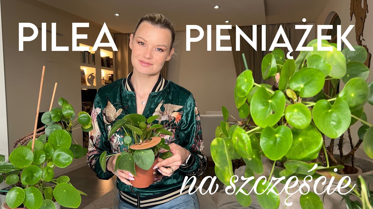 IDEALNY PREZENT- kwiat przynoszący szczęście i pieniądze- PILEA