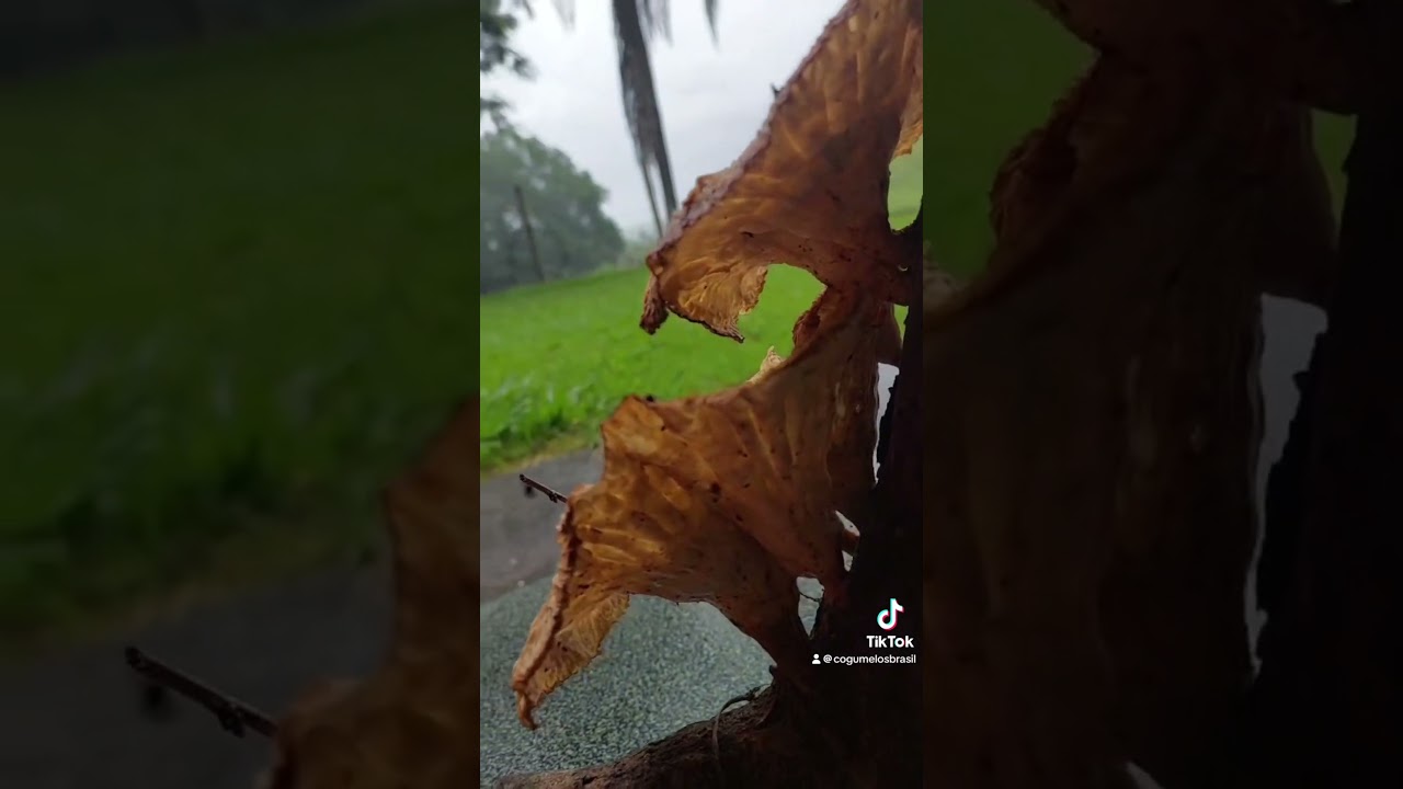 Cogumelo cymatoderma taça-de-duende 🍄🇧🇷 