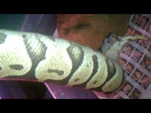 Gravid Pastel ball python