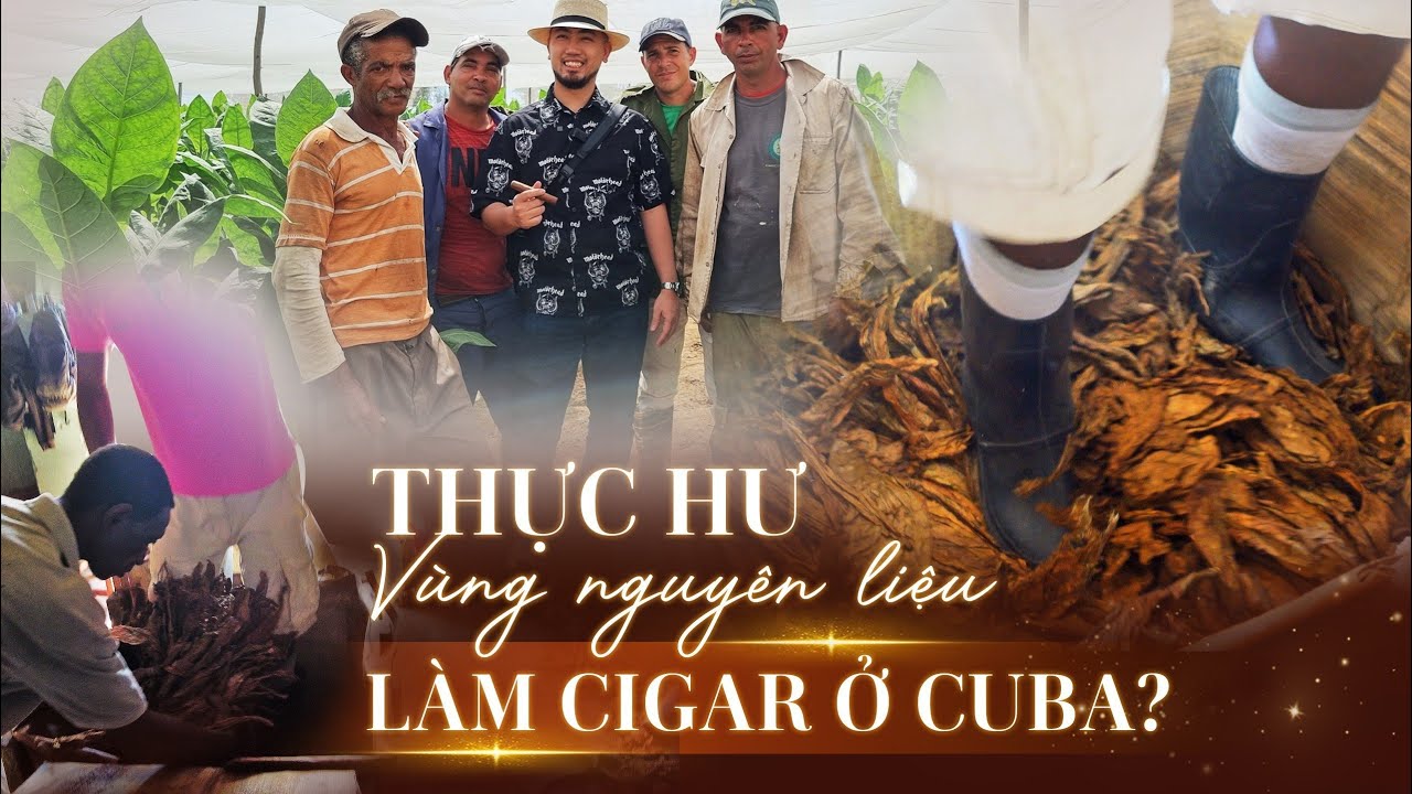 BẤT NGỜ trước Quy Trình Trồng Trọt, Lên Men 100% THỦ CÔNG ở Nông trại CIGAR CUBA | NHATO Review