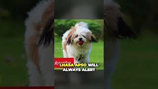 Lhasa Apso  Best Small Guardian Dog
