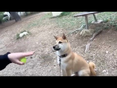 What is easier: training a dog or practicing the violin?