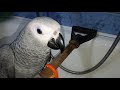 Тільки так ви зможете навчити папужку купатися у ванній кімнаті