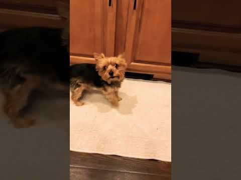 Video: The New Kind Trendy Dog Treat Yorkies Go Nuts For