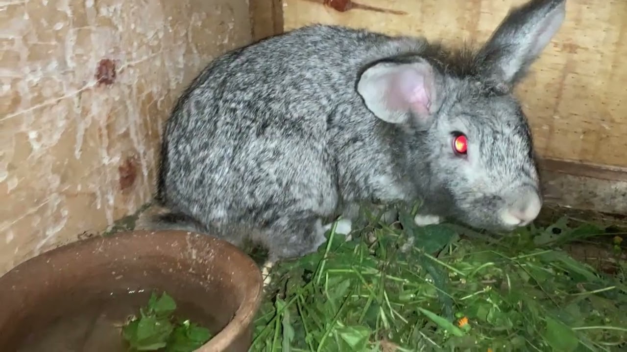 Inkwavu Zanjye Zabyimbye Inda Zirapfa 😢 Dore Icyabiteye n’Isomo Nize!