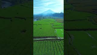 pemandangannya keren ngeliat dari tengah sawah juga