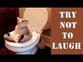 FUNNY CATS - TRY NOT TO LAUGH | Compilation 2018