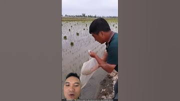 Mô hình nuôi cua trong ruộng lúa #farming