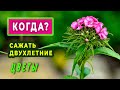 Когда сажать двухлетние цветы  —  незабудку, турецкую гвоздику, наперстянку....