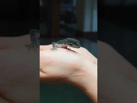 У вас есть любимая морфа эублефаров? 🦎 #эублефар #blacknight #геккон #ящерица #рептилии #экзотика