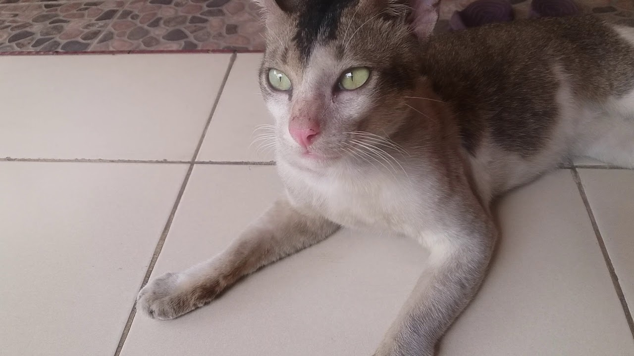My Cat Meows Loudly After Eating