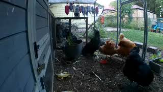 August Chickens 3 #Chicken #egglayers #august #2025 #egglayinganimals #chickencoop