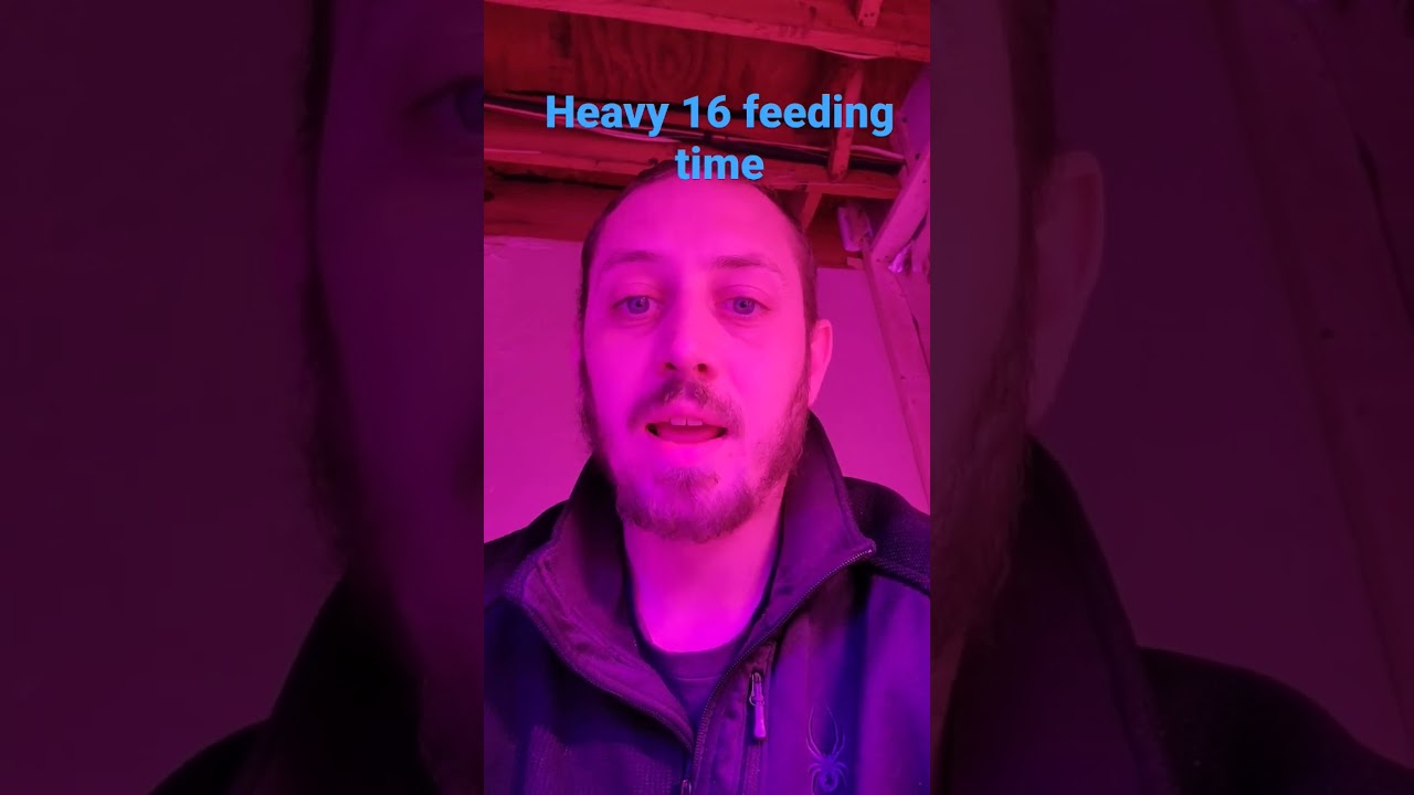 plants getting water and heavy 16