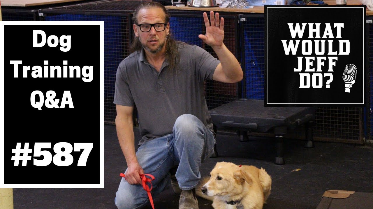 how to train your dog for potty Dog Training - Dog Chases Cats - Dog Storm Anxiety - What Would Jeff Do? Q&A Ep.587 (2019)