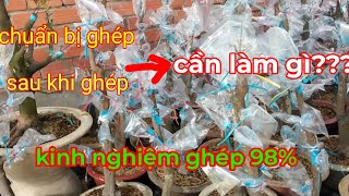 Kinh Nghiệm Ghép Mai Chuẩn Bị Trước Và Sau Khi Ghép