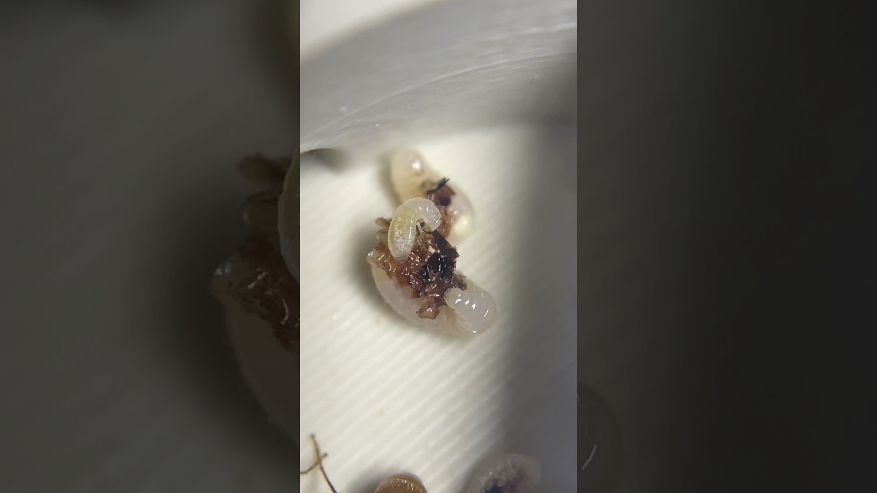 As-tu déjà vu une larve fourmi manger ?