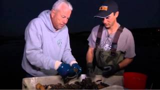 Wellfleet Oysters Oyster And Clam -Cape Cod